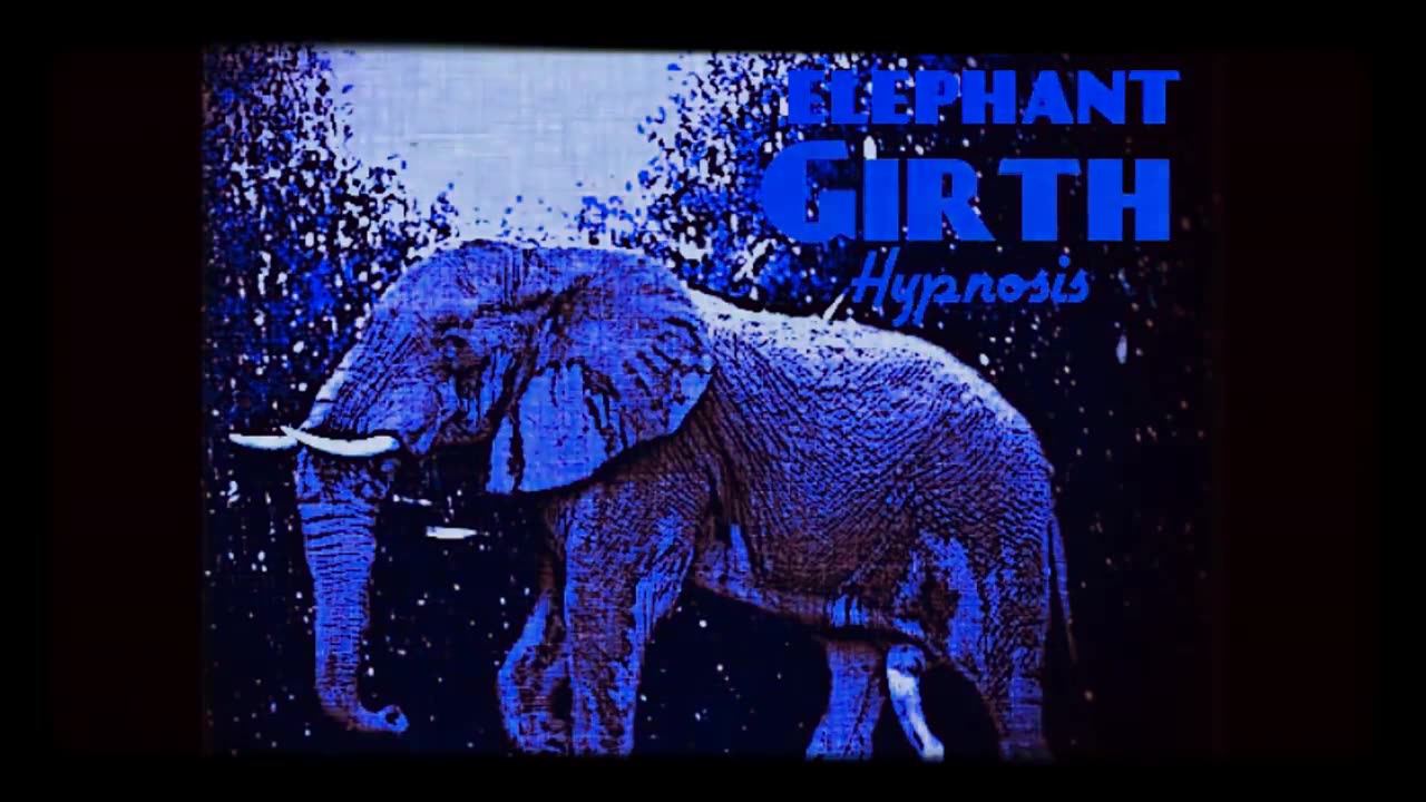 Elephant Trunk Girth Hypnosis