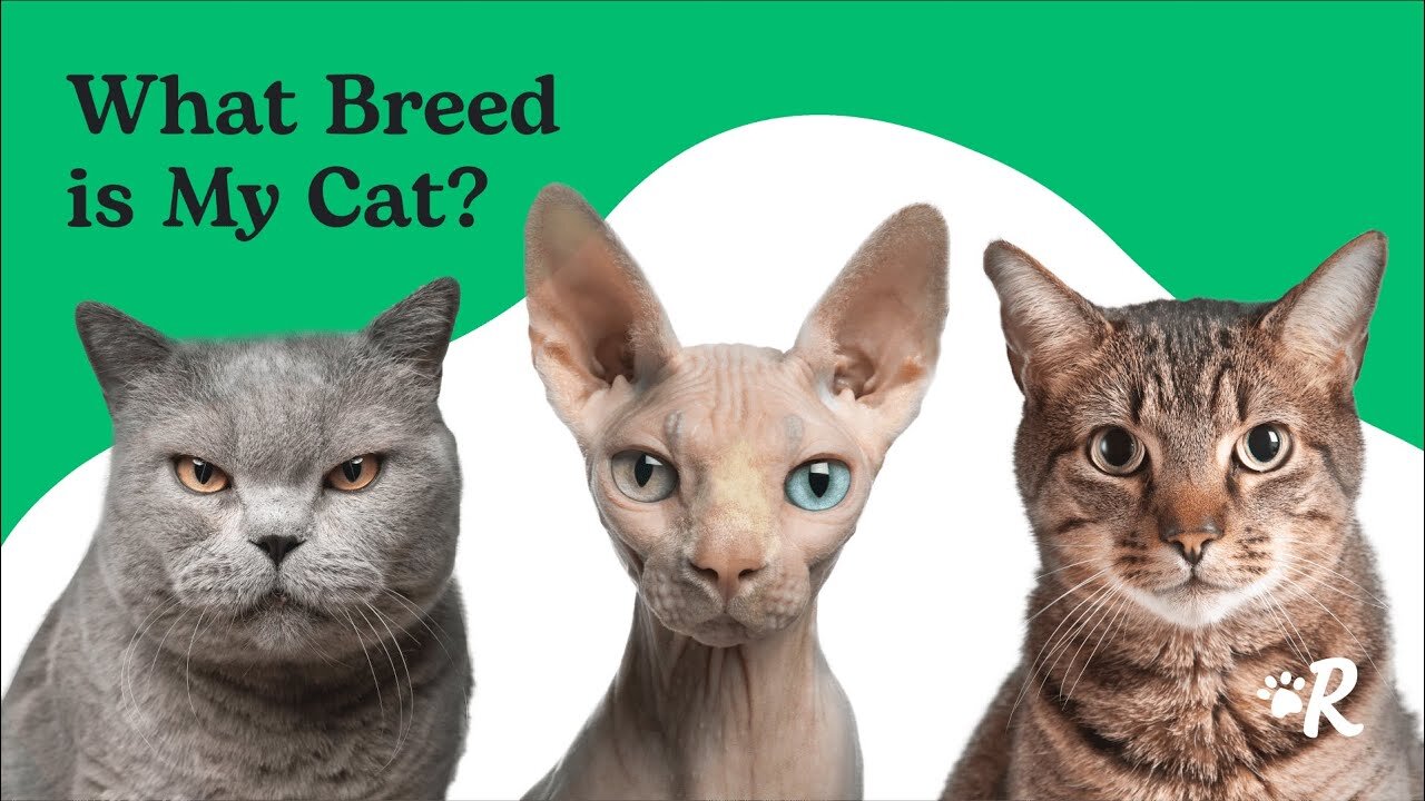 What Is Your Cats Breed? Find Out Now
