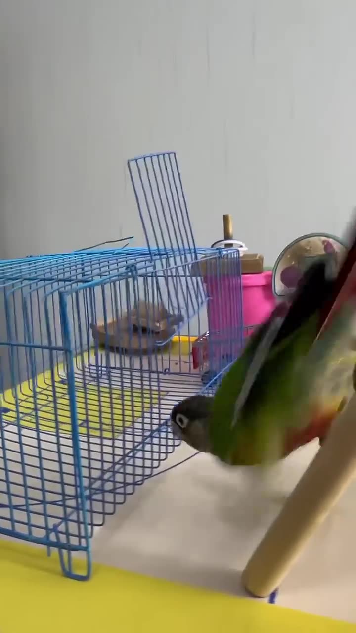 Parrot scammer