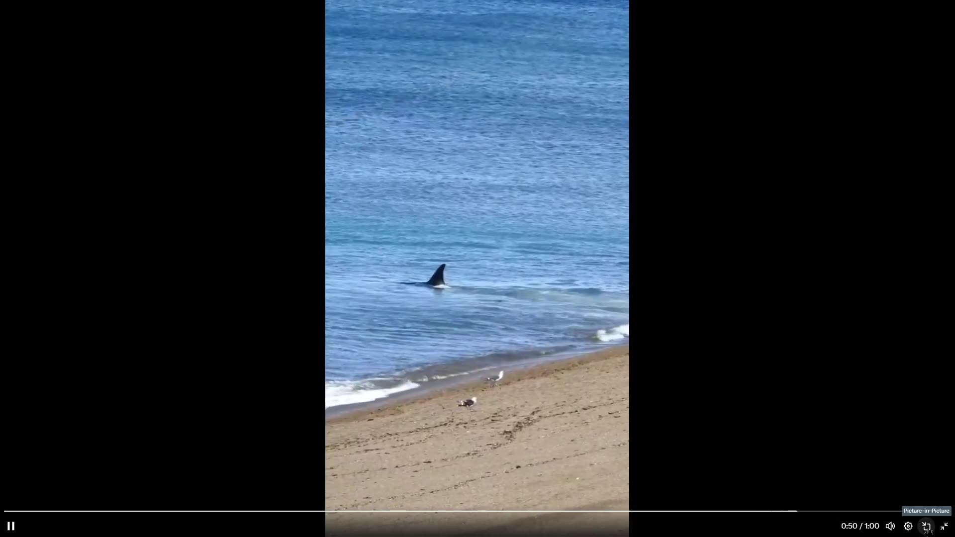 Orca goes on beach to get a seal snack, throws it around like a rag doll