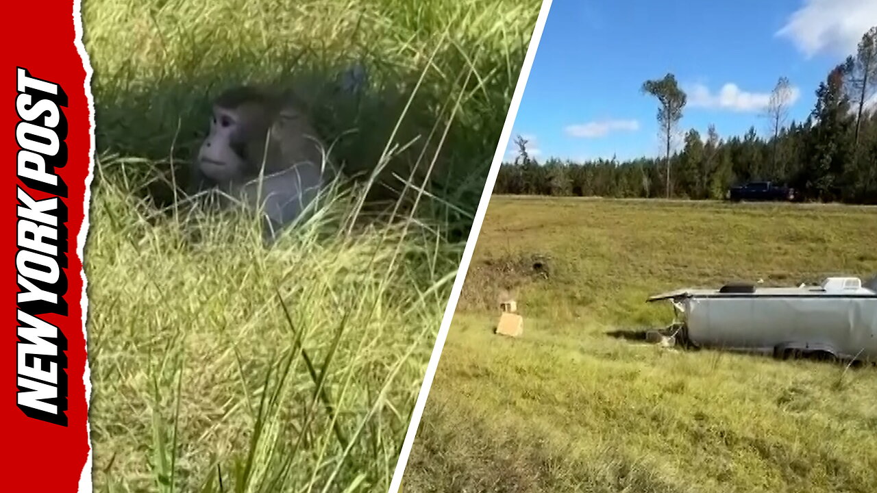 Truck carrying aggressive monkeys overturns on Mississippi highway
