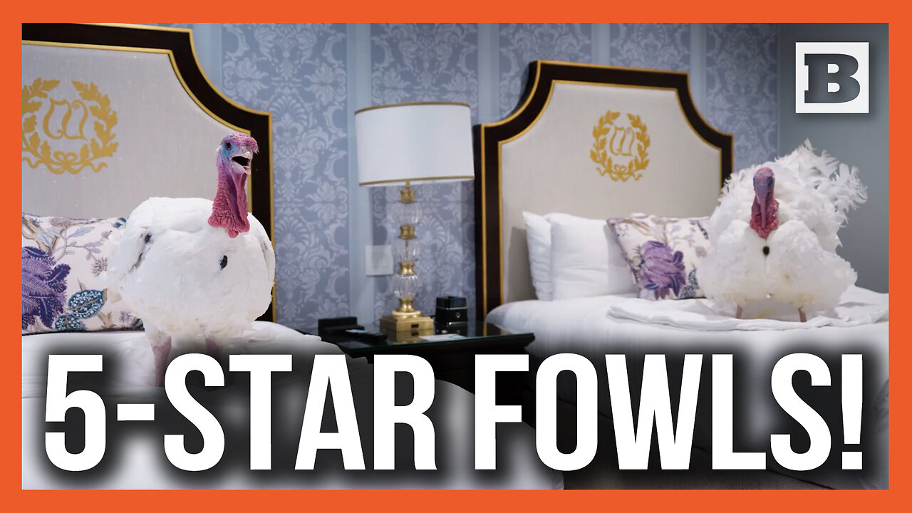Five-Star Fowls! Pardoned Turkeys Given Luxury Accommodations Near White House