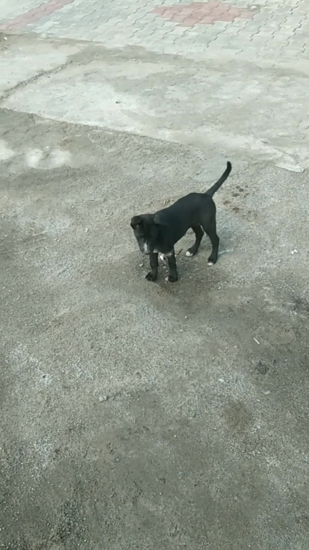 Puppy Confused by Its Own Shadow! 😂 Have You Ever Seen Such a Cute Reaction?