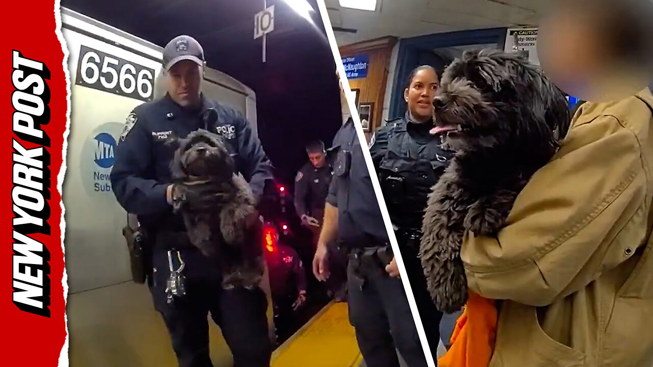 NYPDs rescue of Moose the dog under subway car leads to reunion with owner