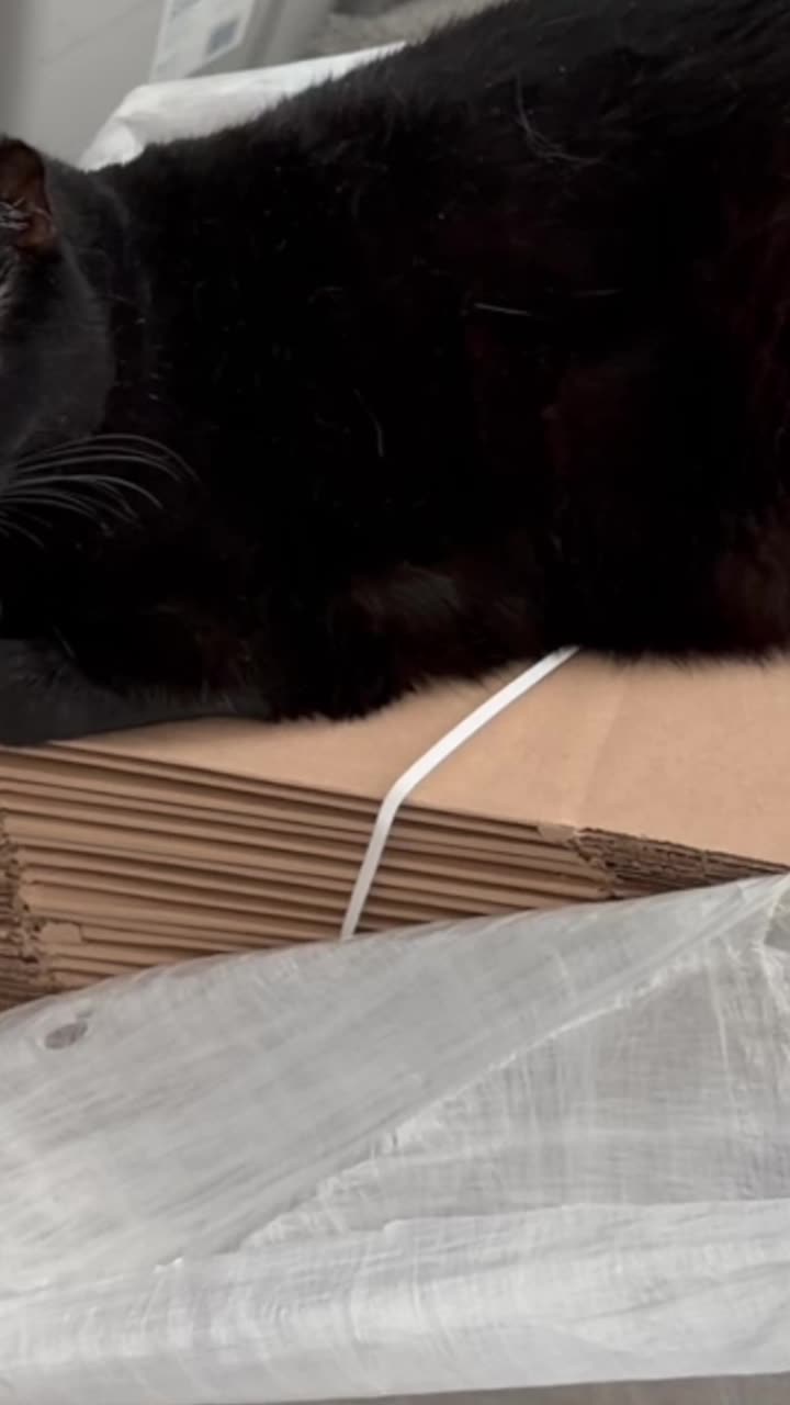 Cute Precious Piper Makes Sure Boxes are Not Wasted - My Adopted ...