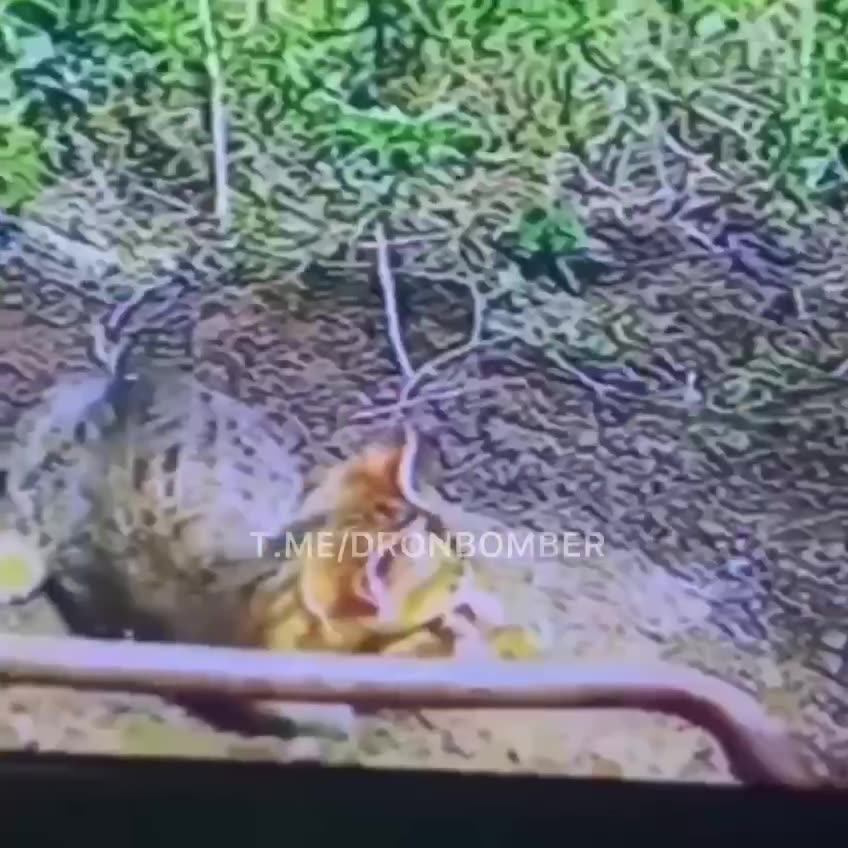 ππ Ukrainian FPV drone is in ambush, - DroneBomber