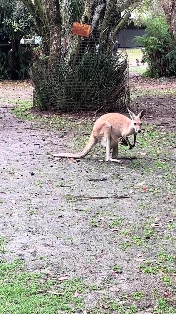 Australian kangaroo 🦘