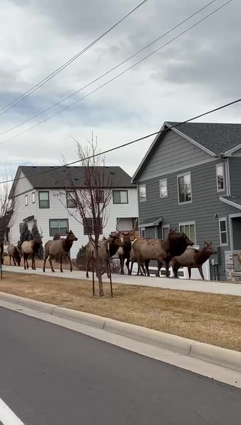 Amazing Local Traffic in Loveland Colorado