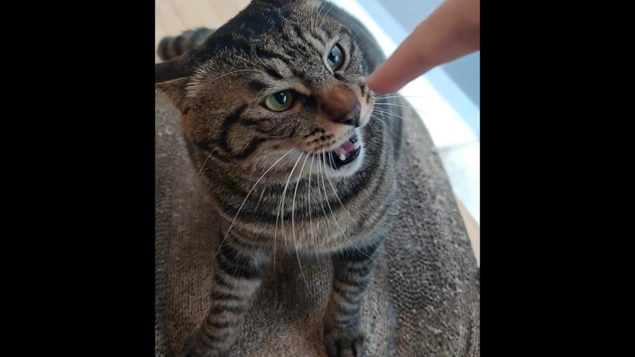 Angry Cat