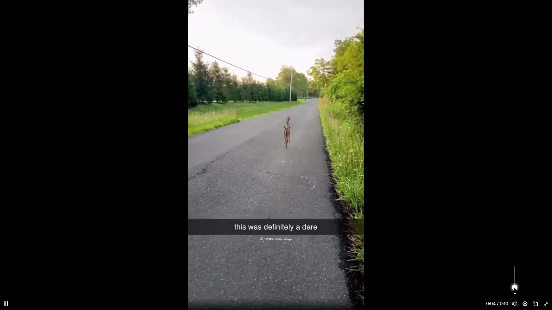 These Deer like to play lick a human and run... 10 sec clip