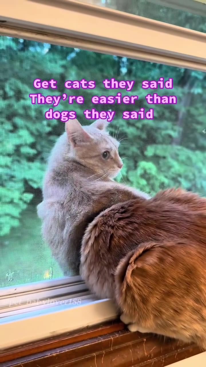 Cats Being Cats