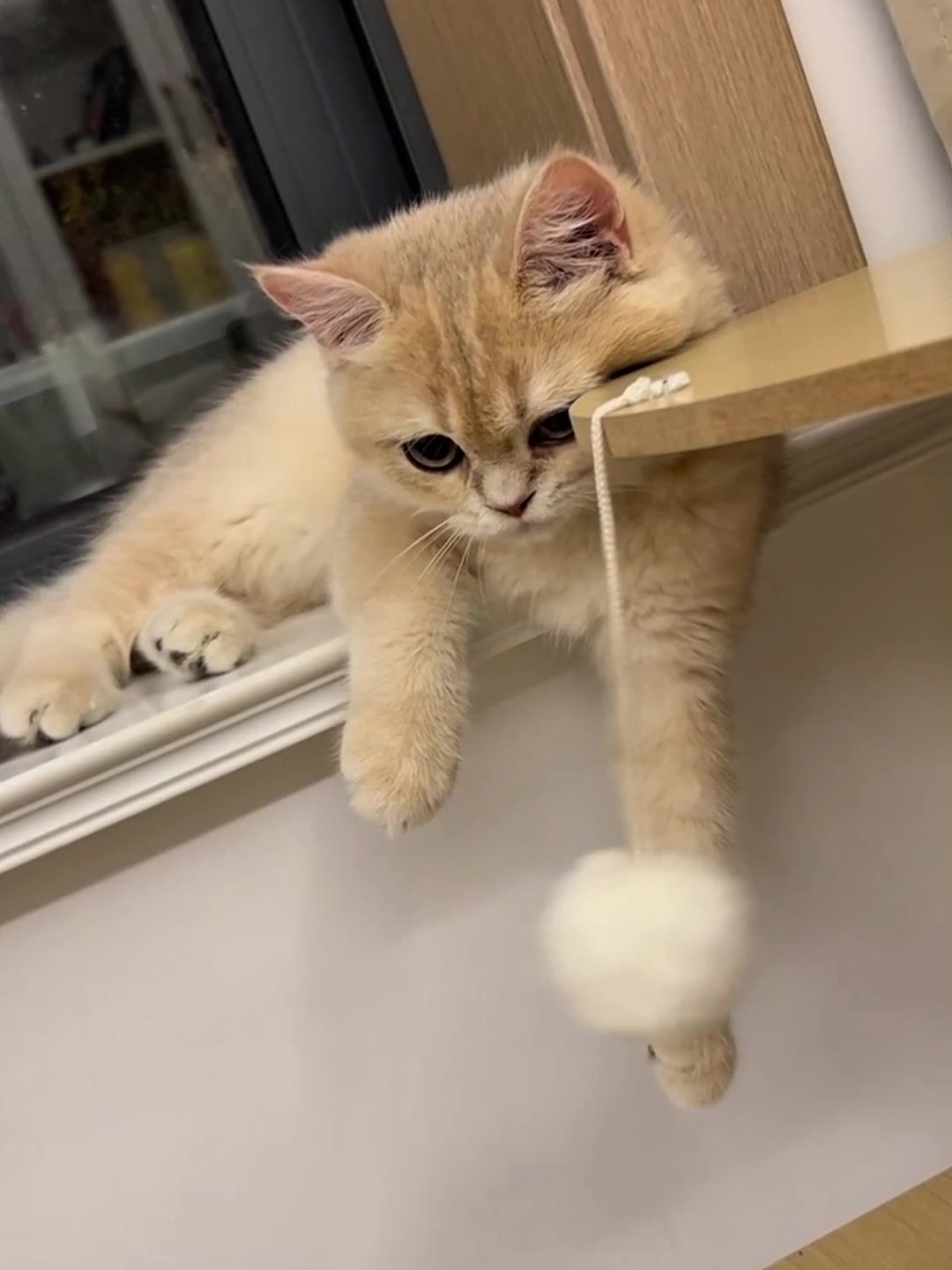 Cats Being Ridiculously Funny – Try Not to Laugh!
