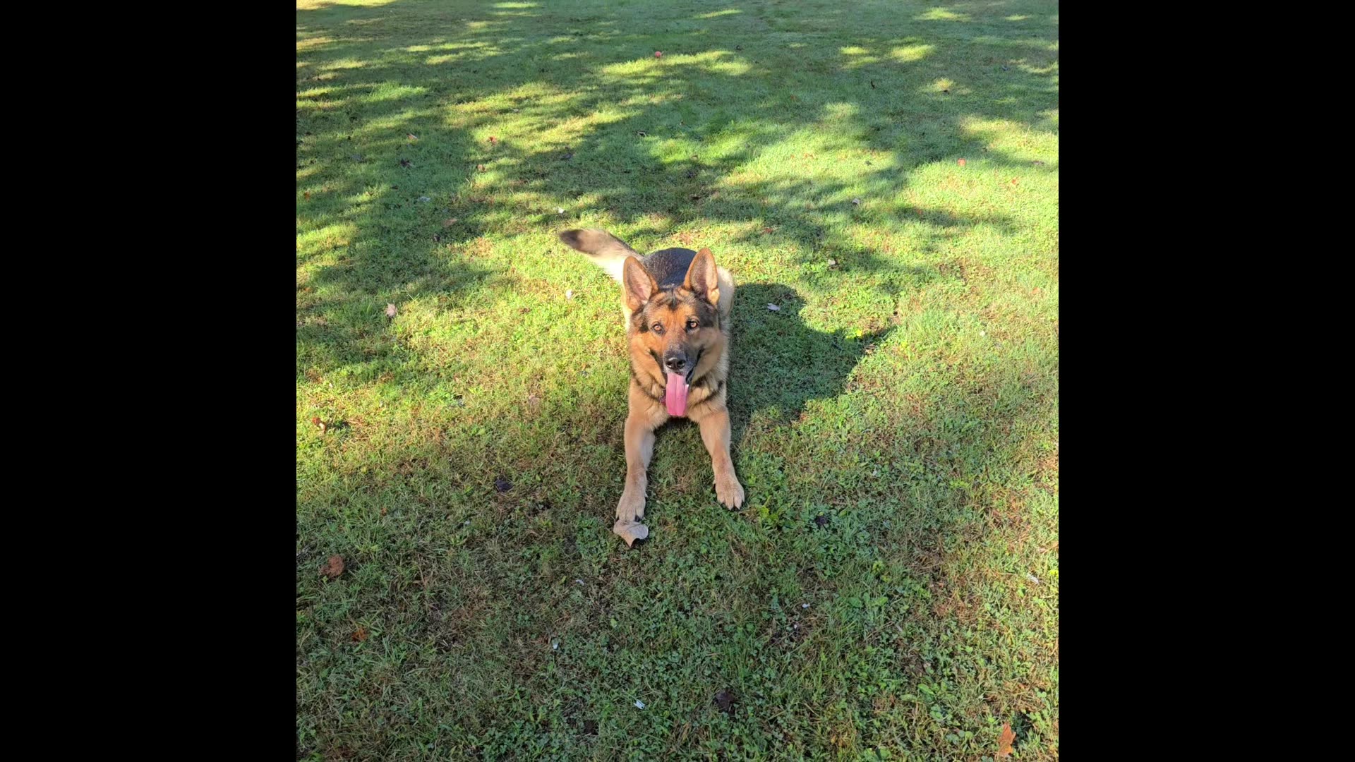 Virgil the sable.