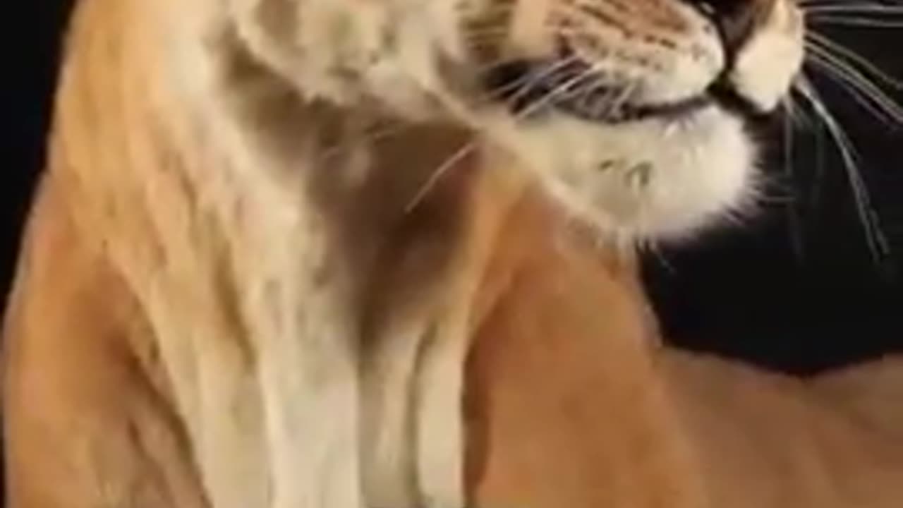 Liger Hybrid