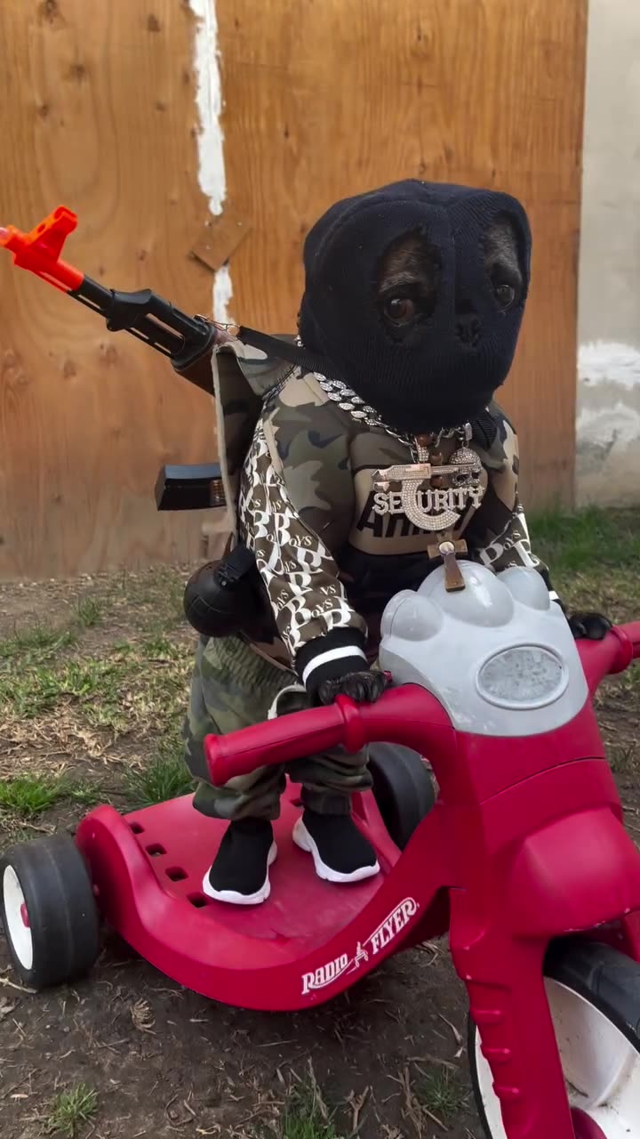 ninja warrior dog 4