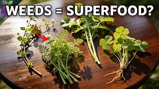 10 “Weeds” You Can Eat (Most People Have NO IDEA These Are Food) (Video)