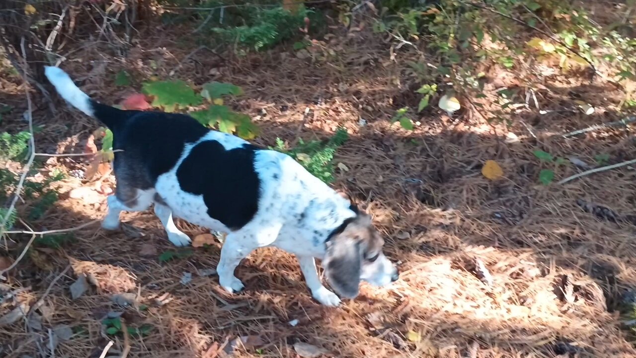 Bandit