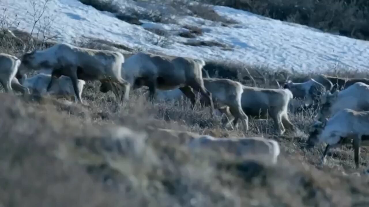 The Caribou Herds Costal Journey for Survival | Natures Great Migrations