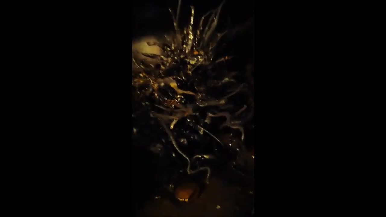 The guy who has the alien in Panama now keeps the creature in an aquarium in an unknown location