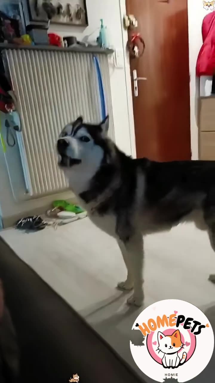 I Love Huskies