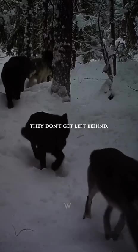 Wolf Pack