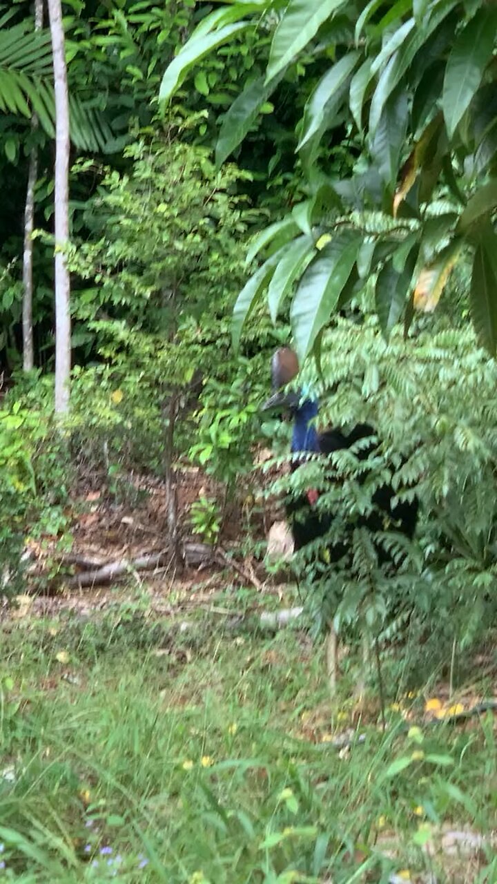 Australian bird