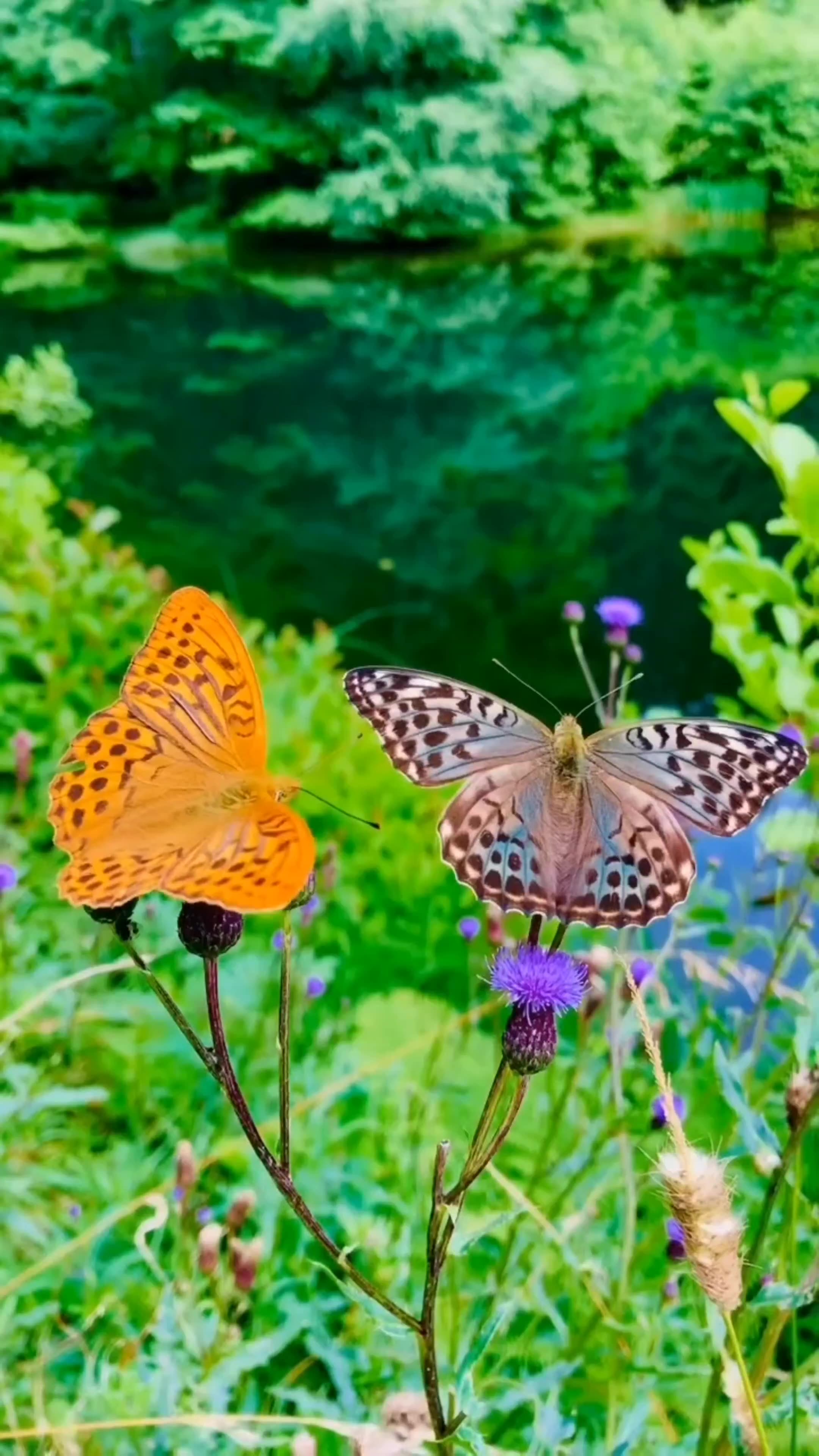 The Most Beautiful Creature on Earth — The Butterfly 🦋 | Symbol of Hope and Change 🌈