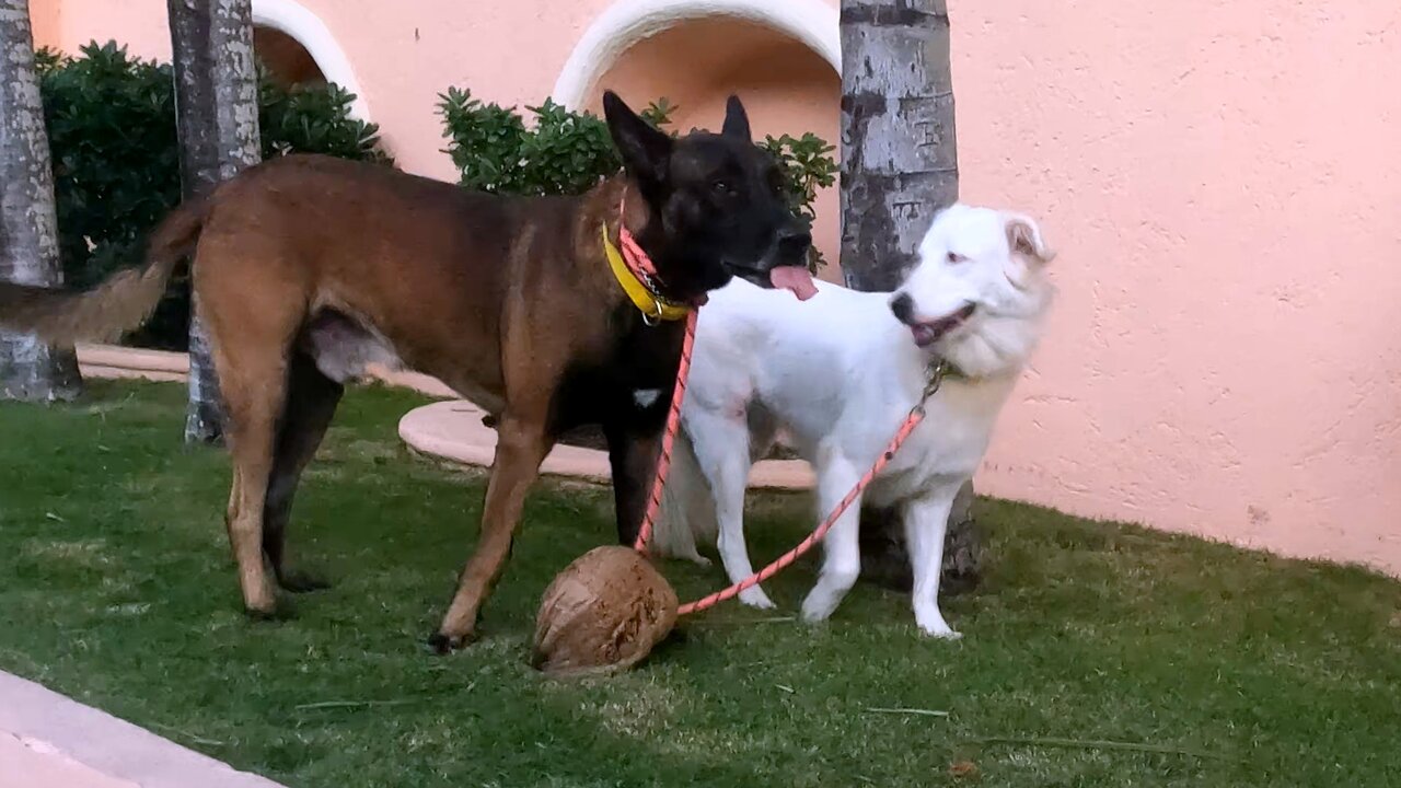 This Dogs Most Beloved Toy is a Coconut