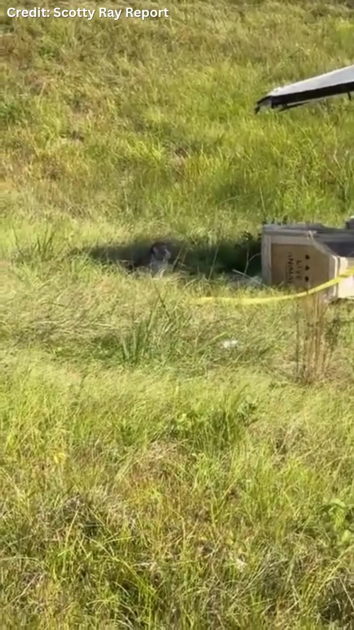 Escaped Monkey