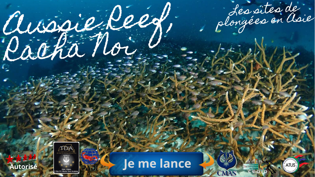 🐠 Aussie Reef, Racha Noi, LAventure Dérivante au Cœur du Corai