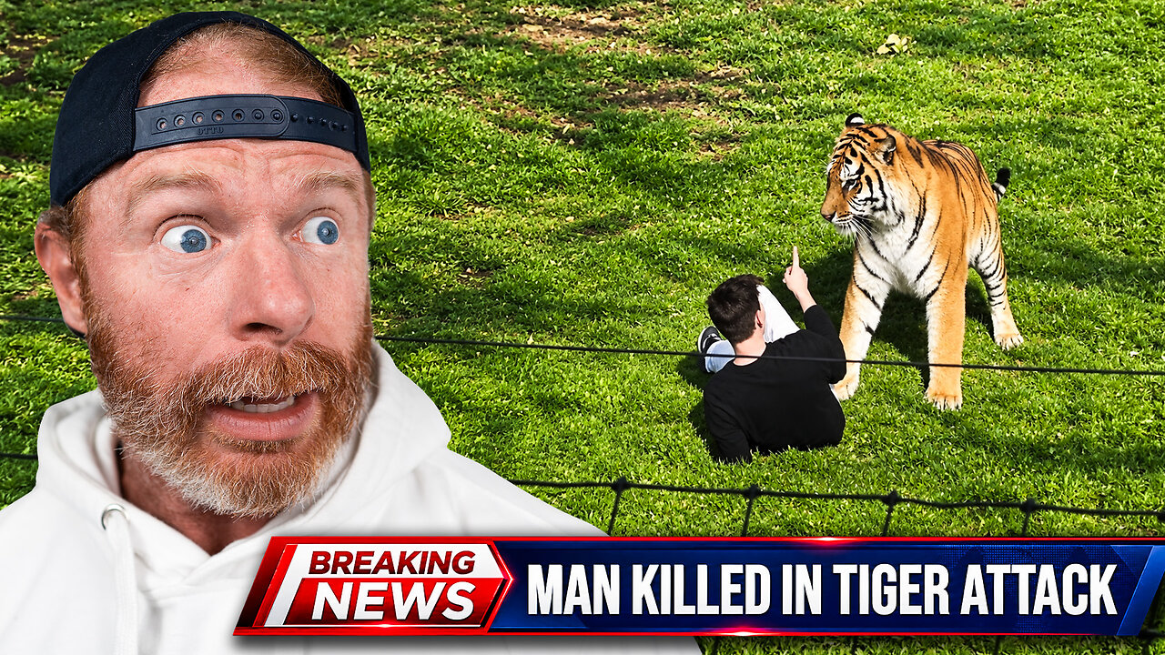 The Lindsay Clancy of Tigers! (Euthanize or Let it Live?) thumbnail