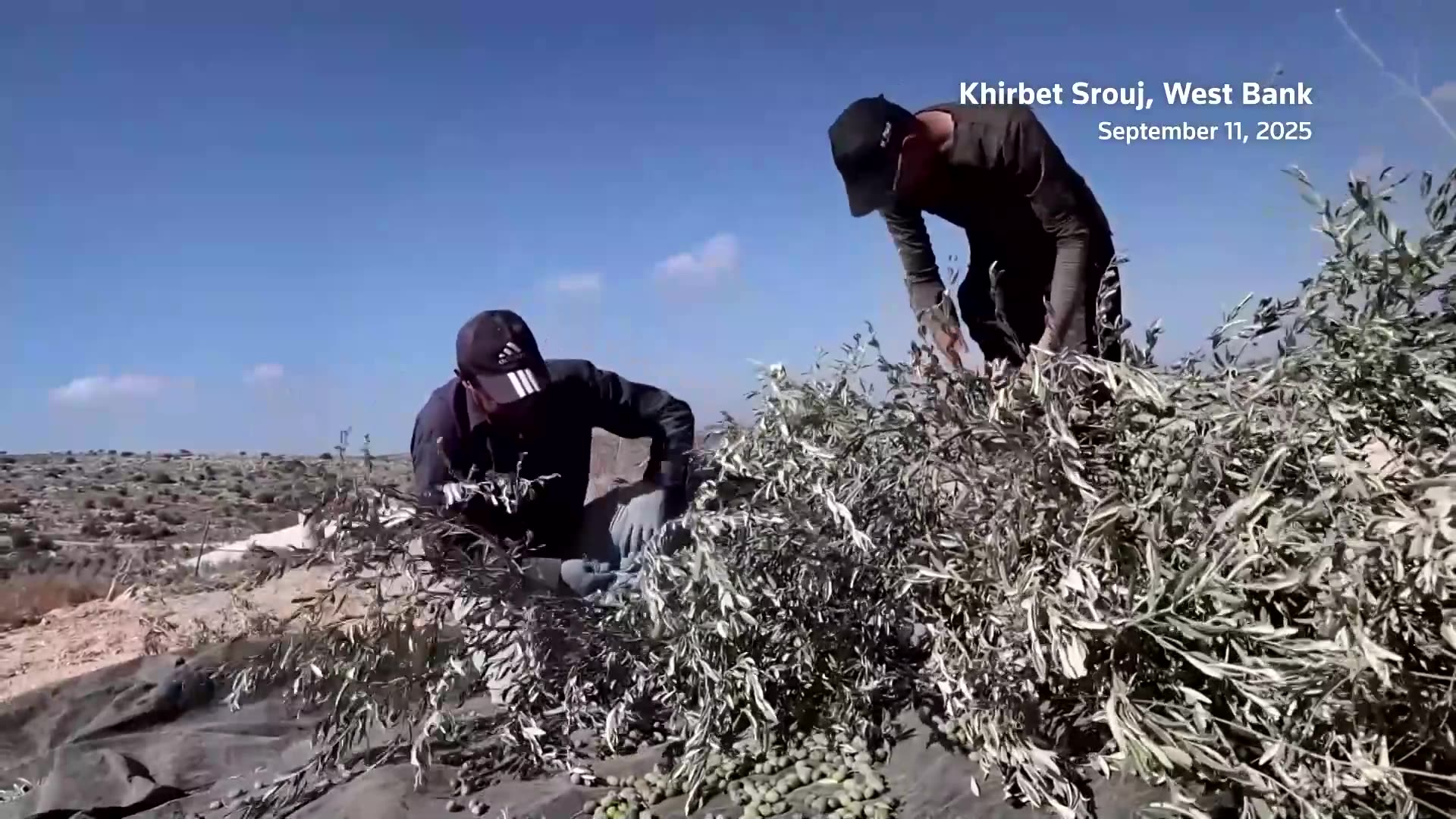 Palestinian woman recalls settler attack while harvesting olives