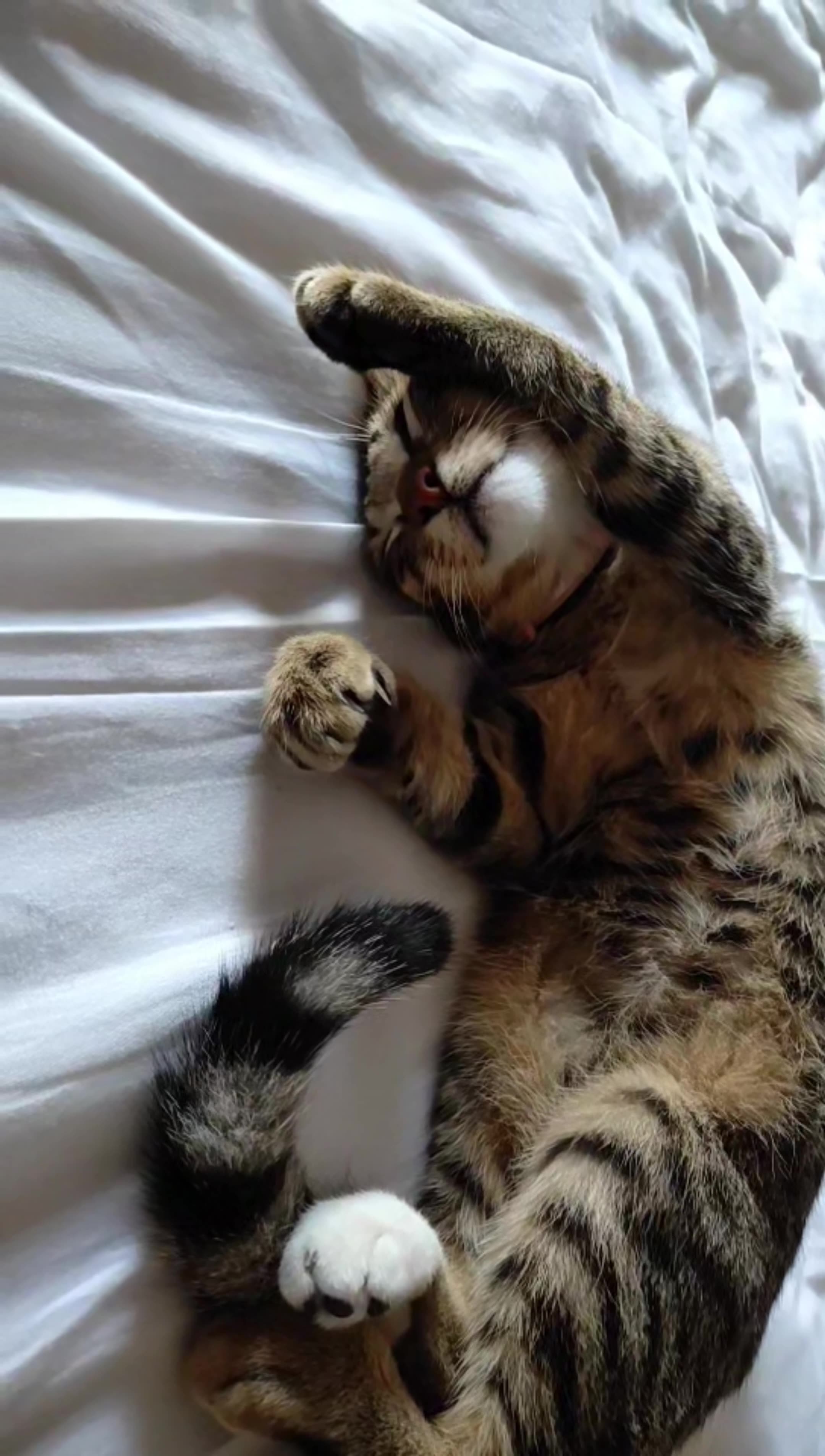 Beautiful cat