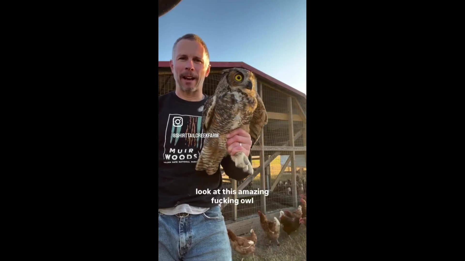 Farmer saw chickens disappear, and caught an Owl that caught him. BAM