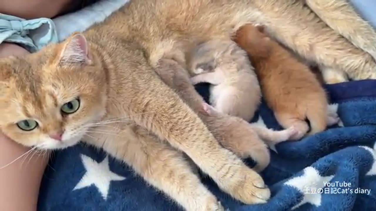 cant hide! No matter where I sleep, the mother cat always finds me with her