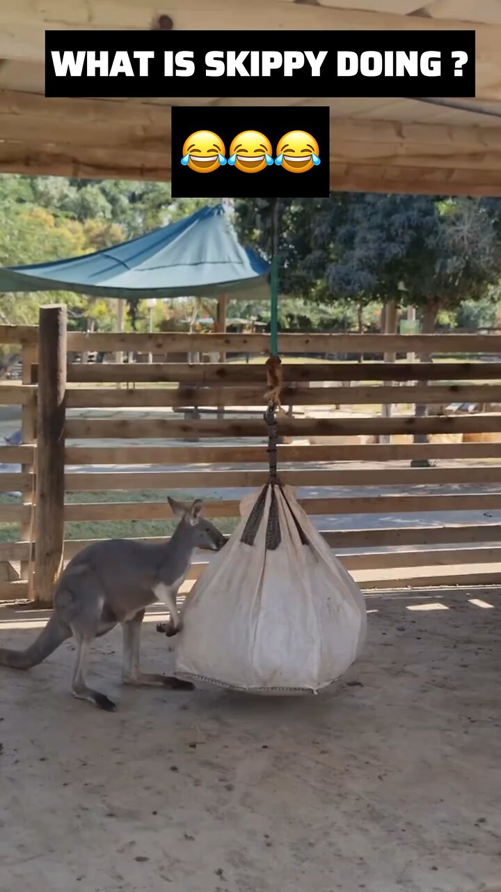 Kangaroo playing