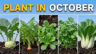 20 Vegetables You Should Plant in October ASAP (Video)