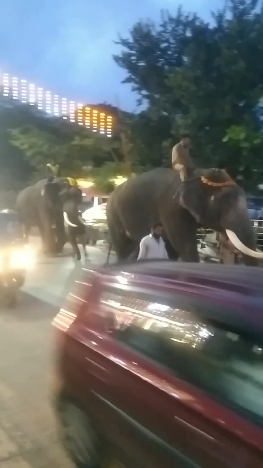 🐘 Shimoga Ki Hatiyon Ki Shandar Parade | Dasara 2025 🇮🇳✨