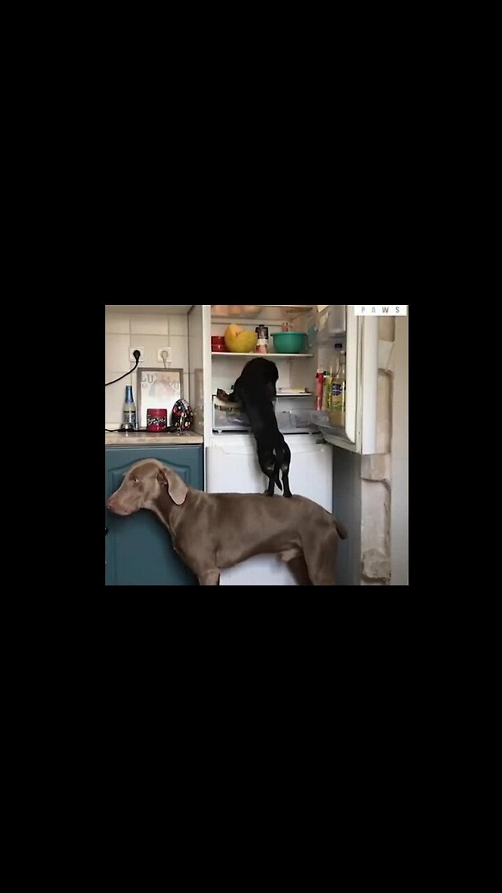 Dogs are Amazing!!! ❤️