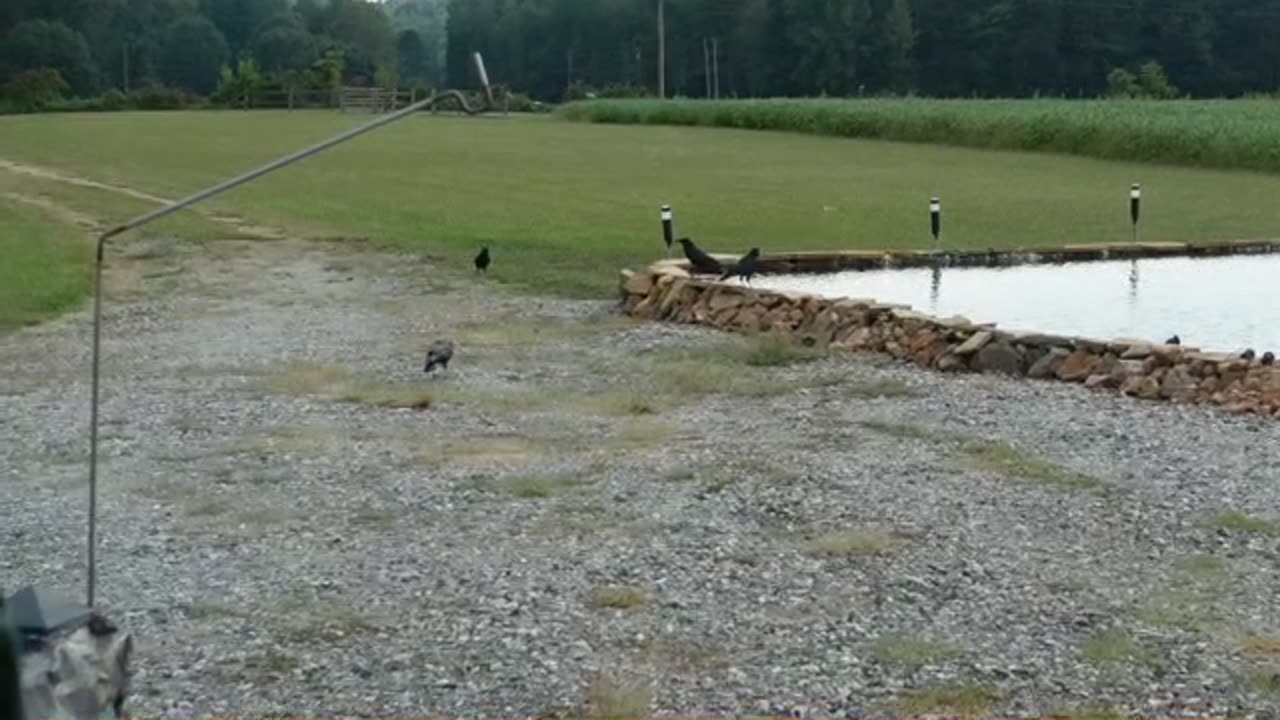 Water Fall For Pond Fill Testing 1 2 3. Dag Gum If It Dont Work. Last Of The Hummingbirds? Crows 2.