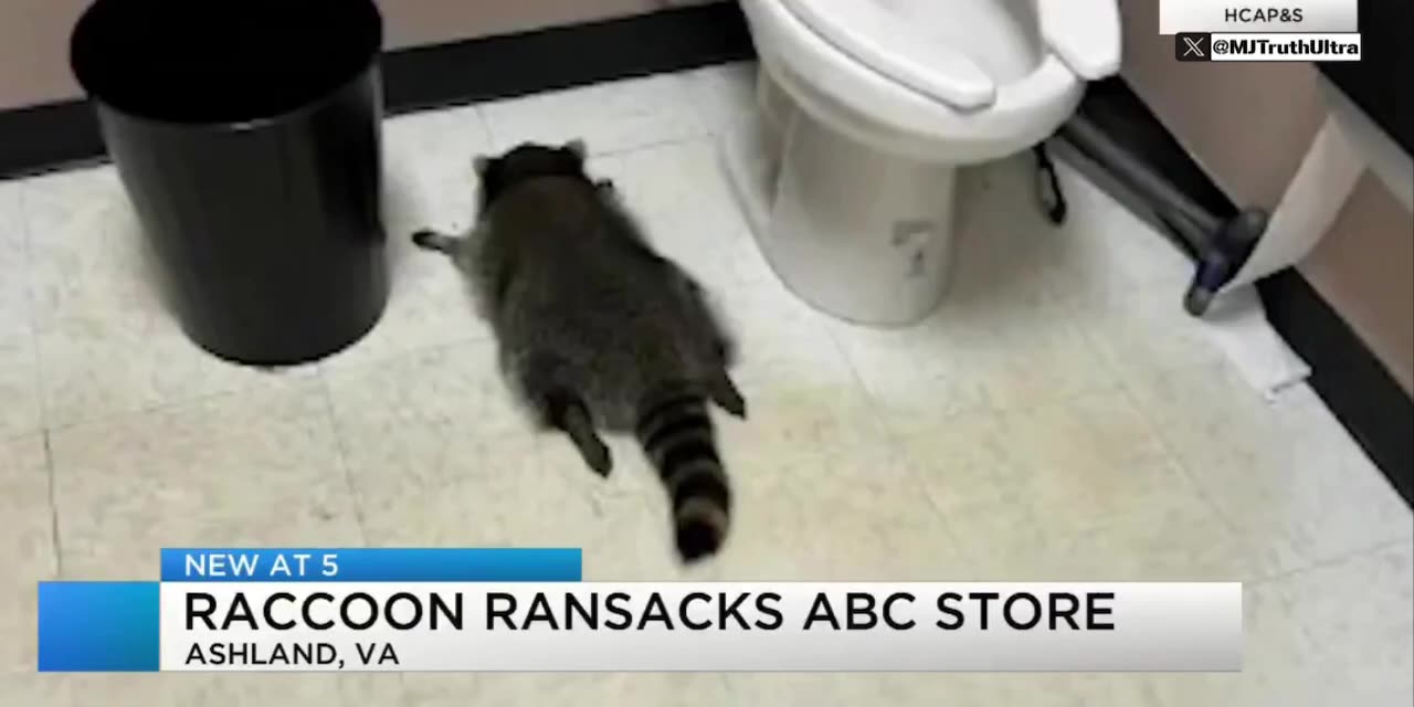 Breaking‼️A raccoon broke into a closed Virginia liquor store and drank🤣 alcohol from the bottom shelves over the weekend