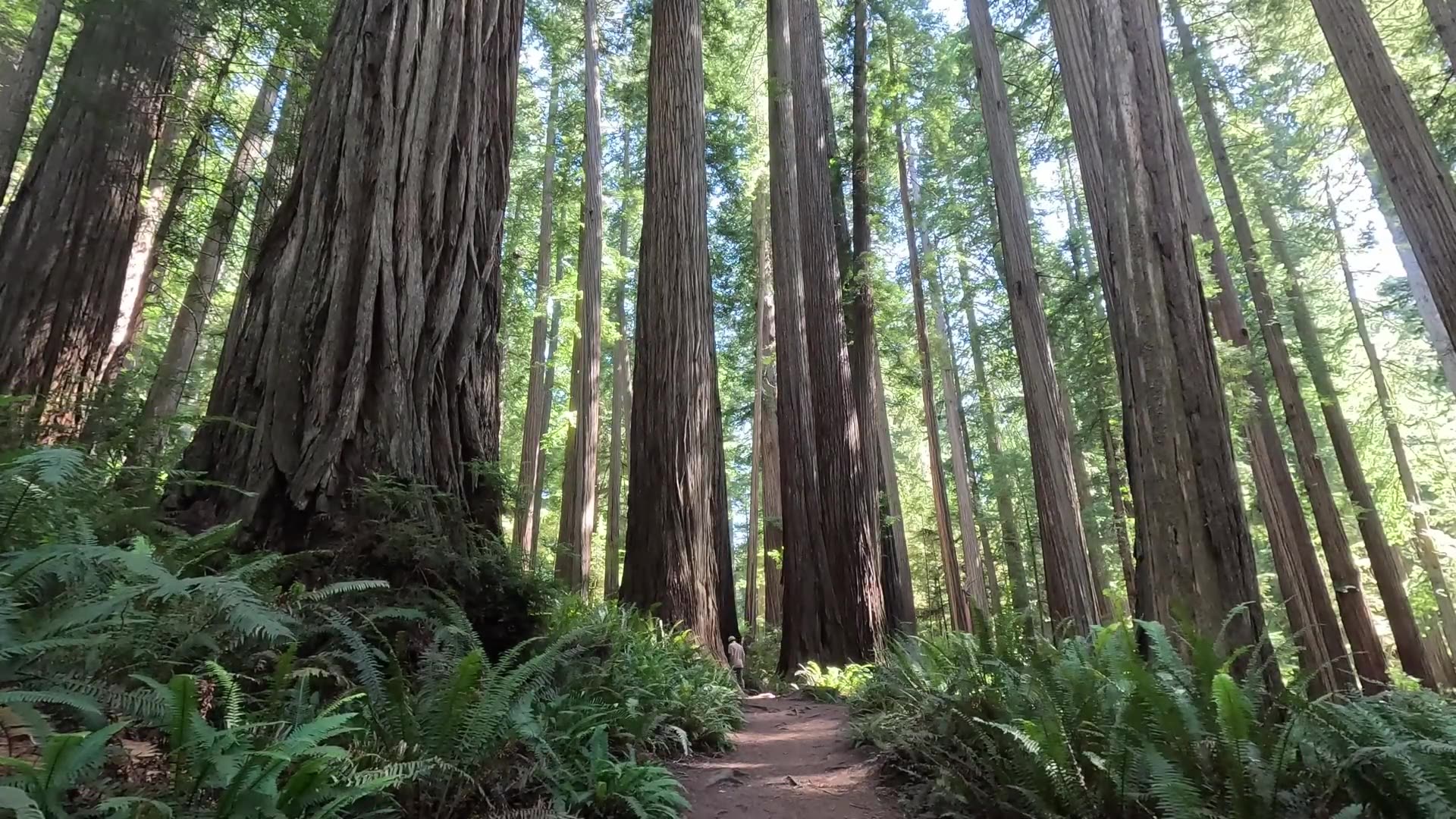 🌲 I Found Giant Trees Hiking Americas West Coast 🌲