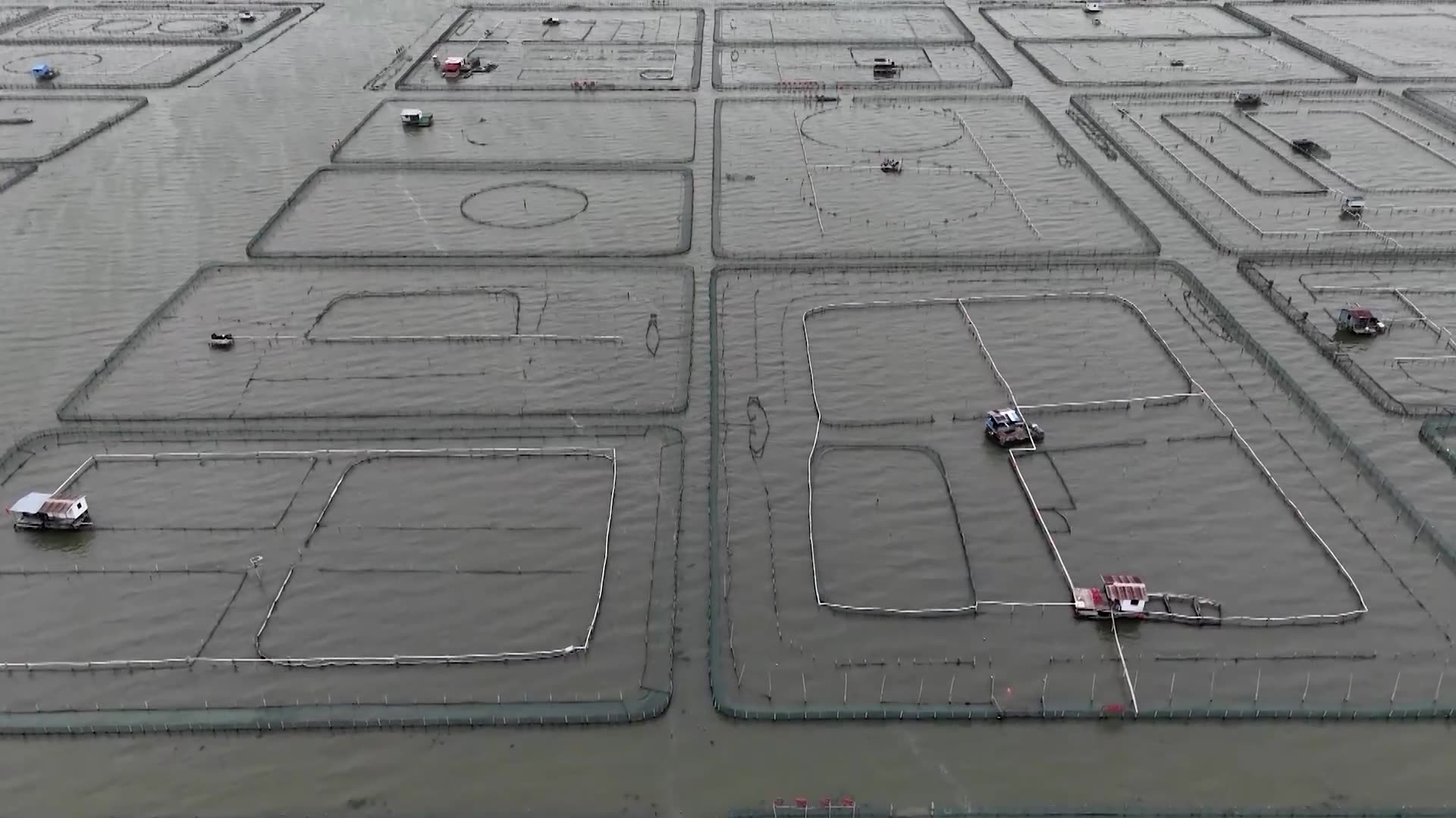 Chinas hairy crab farmers face losses after a long summer