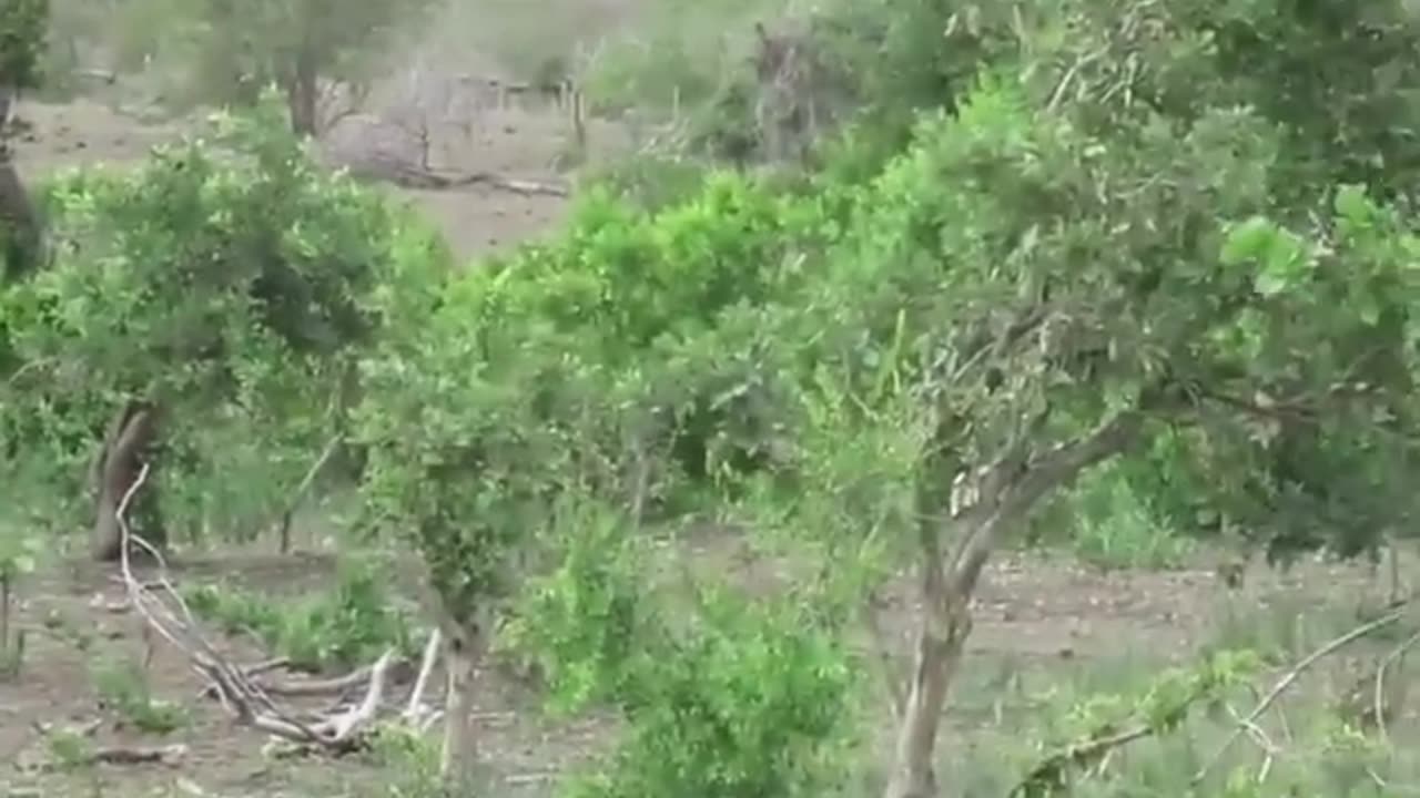 Two Hidden Lions Chase A Herd of Water Buffalo That Then Run Into and Over a Tourists Car
