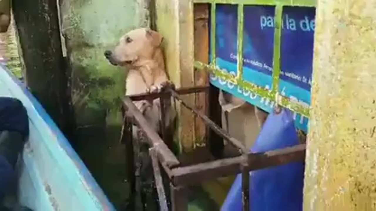 These men rescued dog clinging by a wall after massive flood in Mexico 5 years ago