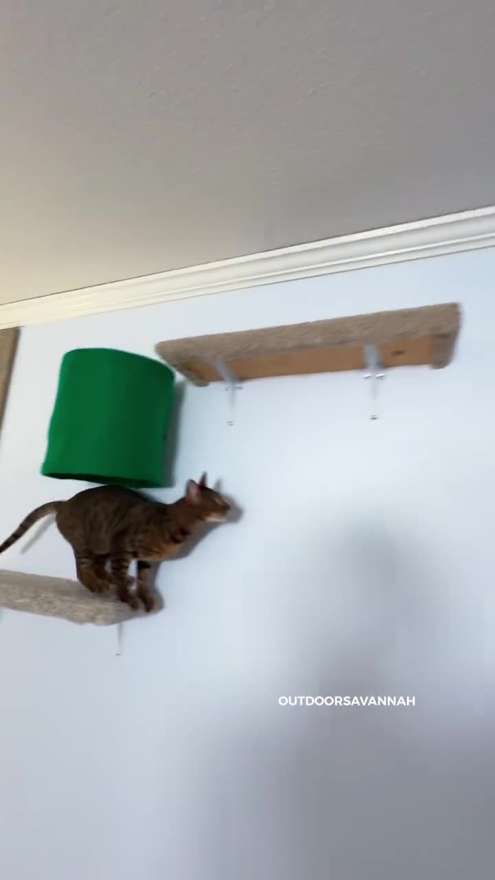 Make cat walkways