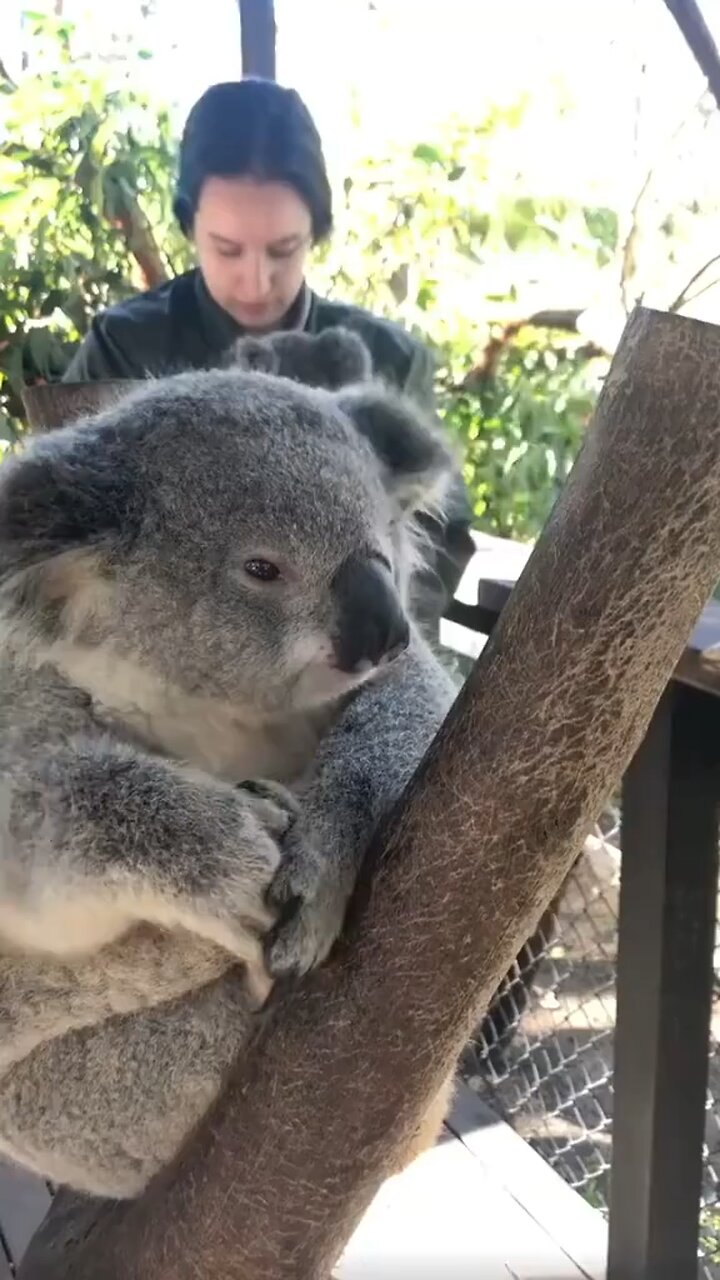 Australian koala