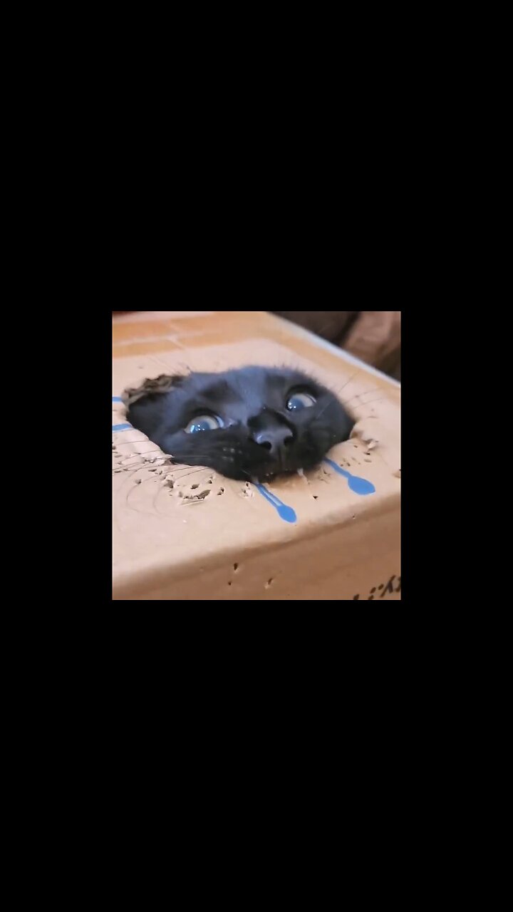 Cats And Boxes…