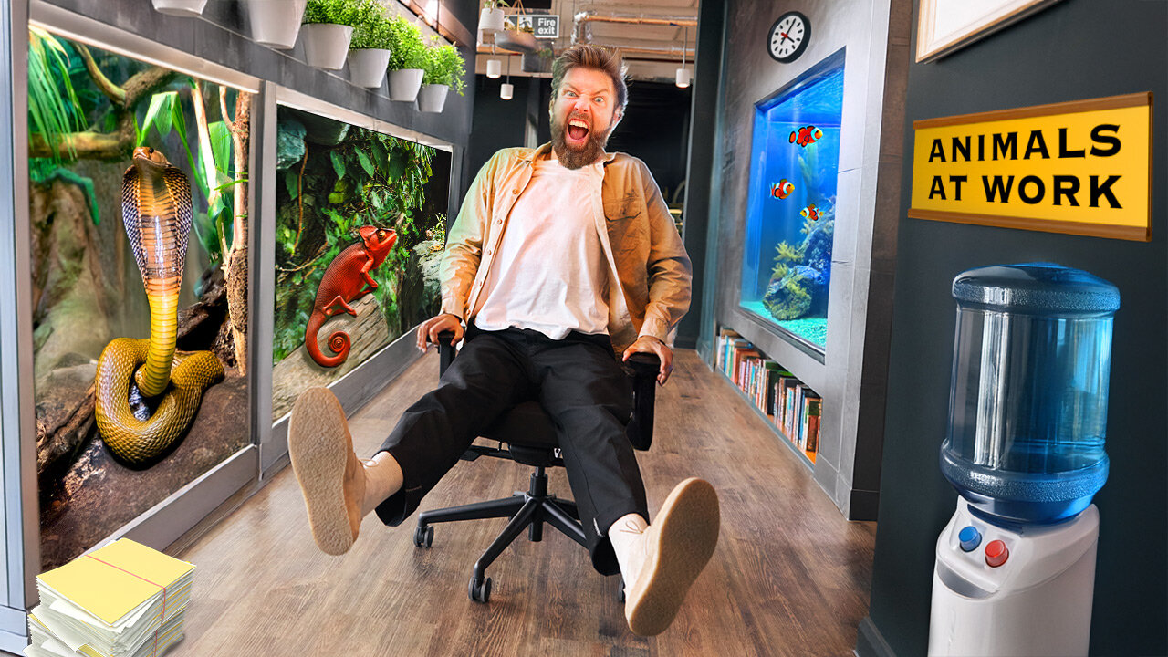 Inside An Animal Lovers Dream Office