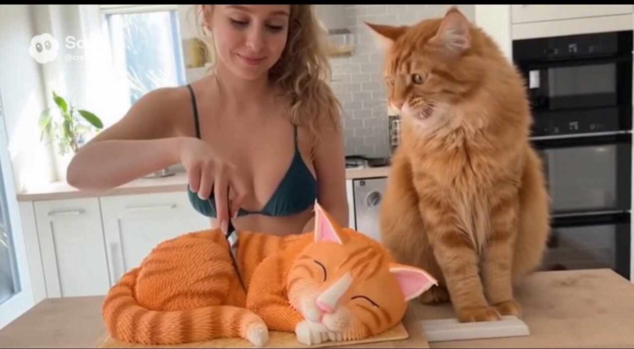 Cats cake prank 😂 #funny
